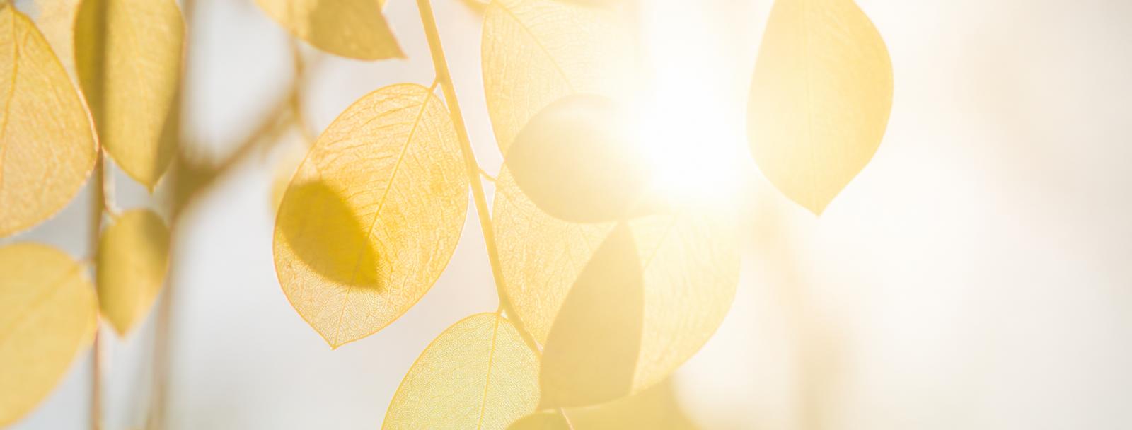 Sunlight through translucent leaves